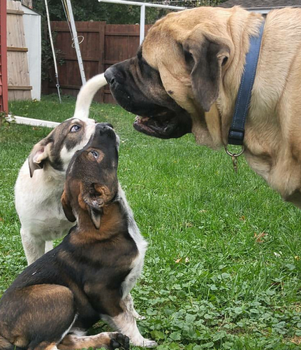 Brim the Mastiff enseñando a los cachorros adoptivos los caminos del mundo.