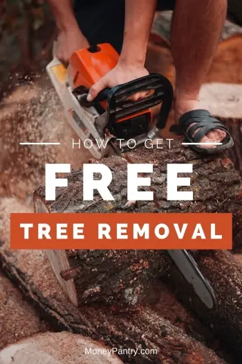 Aquí le mostramos cómo puede eliminar ese árbol muerto de forma gratuita...